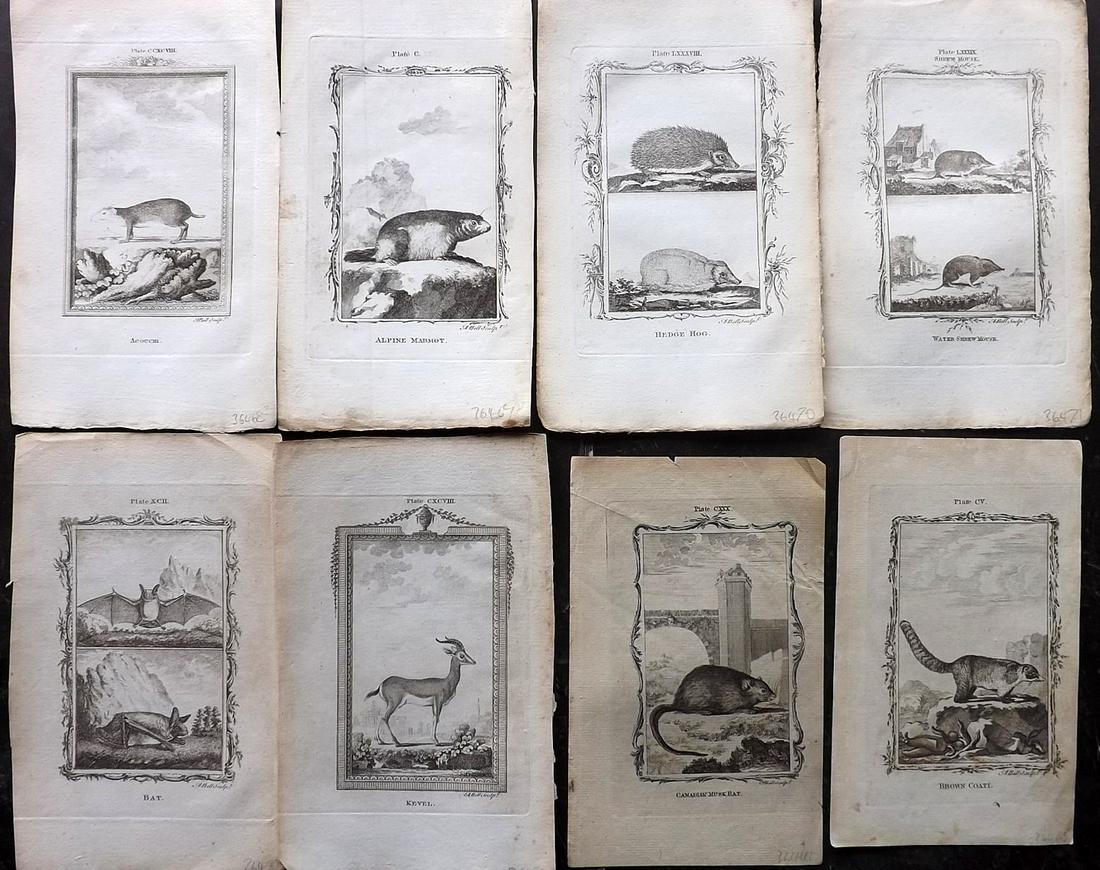 Buffon, Comte de 1785 Lot of 8 Animal Prints: Copper Plate Published 1785, London for "Natural History, General and Particular" by the Count de Buffon. Translated by William Smellie. Paper Size: 8.5 x 5.5 inch (22 x 14cm) Approx. Good Condition o