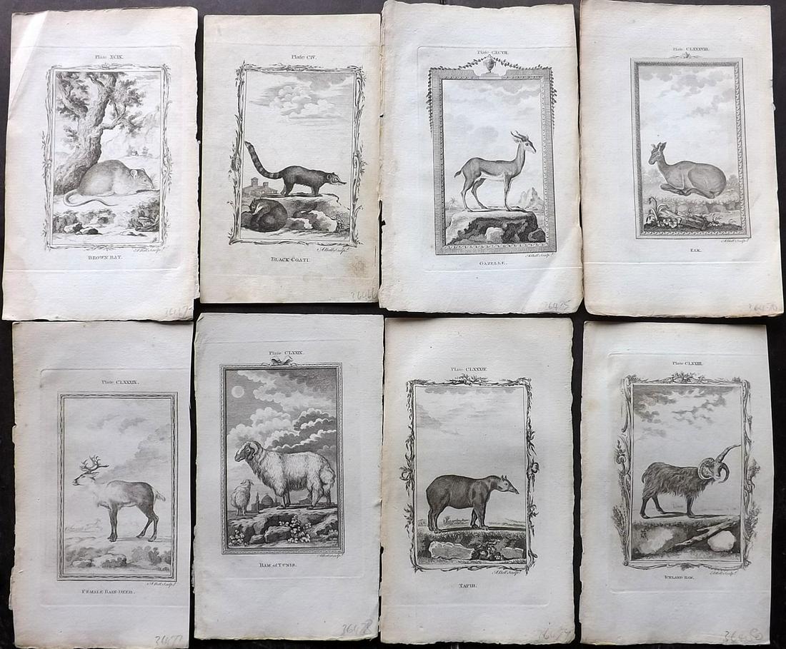 Buffon, Comte de 1785 Lot of 8 Animal Prints: Copper Plate Published 1785, London for "Natural History, General and Particular" by the Count de Buffon. Translated by William Smellie. Paper Size: 8.5 x 5.5 inch (22 x 14cm) Approx. Good Condition o