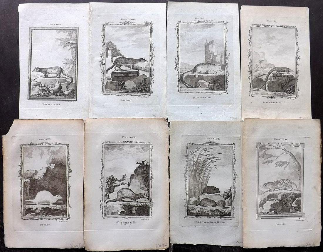 Buffon, Comte de 1785 Lot of 8 Animal Prints: Copper Plate Published 1785, London for "Natural History, General and Particular" by the Count de Buffon. Translated by William Smellie. Paper Size: 8.5 x 5.5 inch (22 x 14cm) Approx. Good Condition o