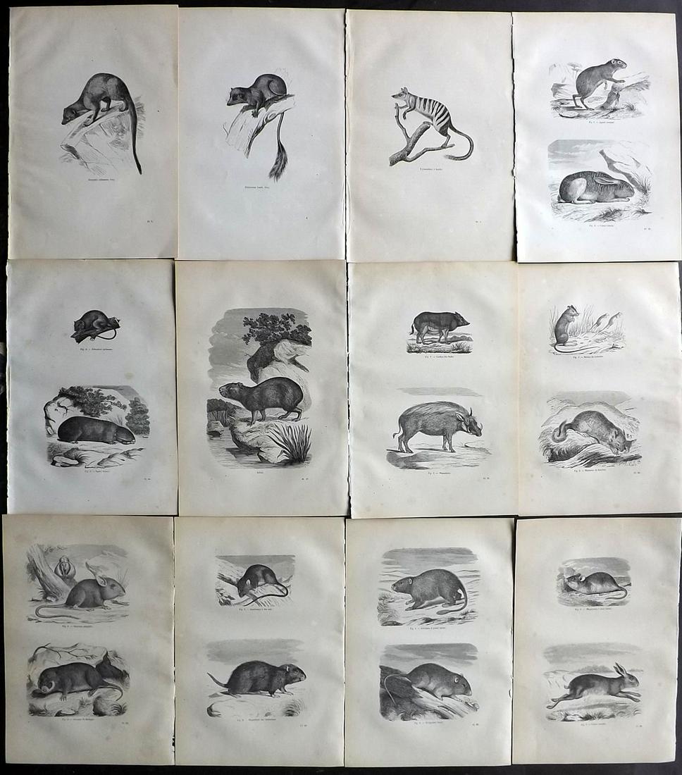 Chenu, Jean 1877 Lot of 12 Natural History Prints: Wood Engravings Published 1877, Paris for "Encyclopedie D'Histoire Naturelle" by Jean Charles Chenu. Reverse side blank. Paper Size: 11 x 7.5 inch (28 x 19cm) Minor background toning/offsetting.
