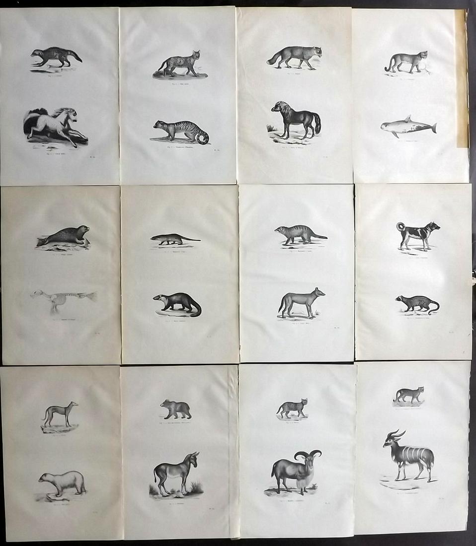 Chenu, Jean 1877 Lot of 12 Natural History Prints: Wood Engravings Published 1877, Paris for "Encyclopedie D'Histoire Naturelle" by Jean Charles Chenu. Reverse side blank. Paper Size: 11 x 7.5 inch (28 x 19cm) Minor background toning/offsetting.