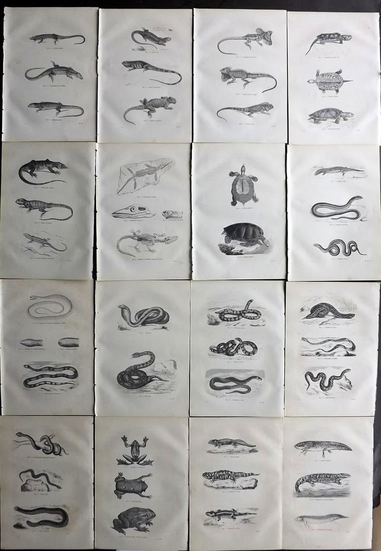 Chenu, Jean 1877 Lot of 16 Antique Reptile Prints: Wood Engravings Published 1877, Paris for "Encyclopedie D'Histoire Naturelle" by Jean Charles Chenu. Reverse side blank. Paper Size: 11 x 7.5 inch (28 x 19cm) Minor background toning/offsetting.