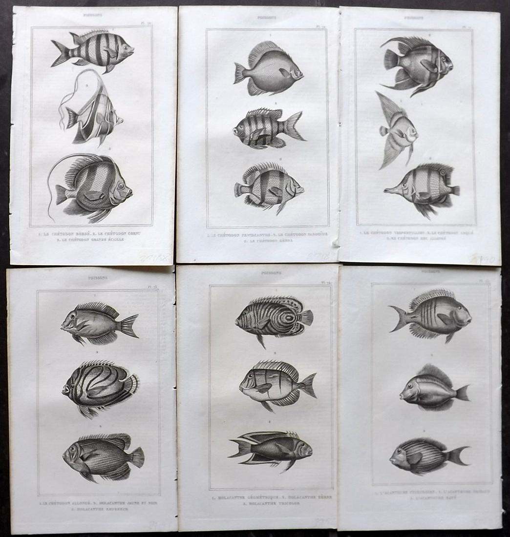 Lacepede, Bernard 1836 Lot of 6 Antique Fish Prints (1 of 2)