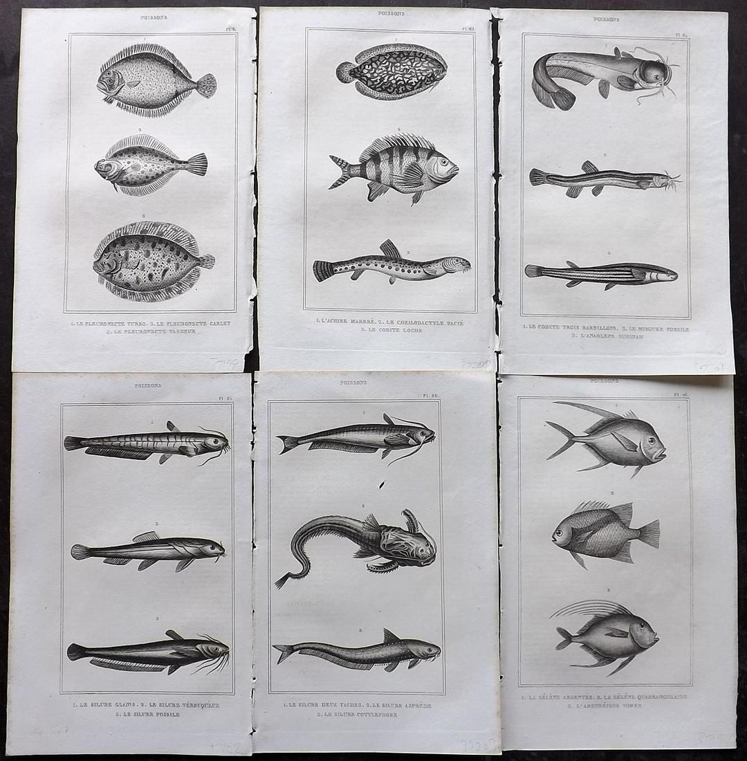 Lacepede, Bernard 1836 Lot of 6 Antique Fish Prints (1 of 2)
