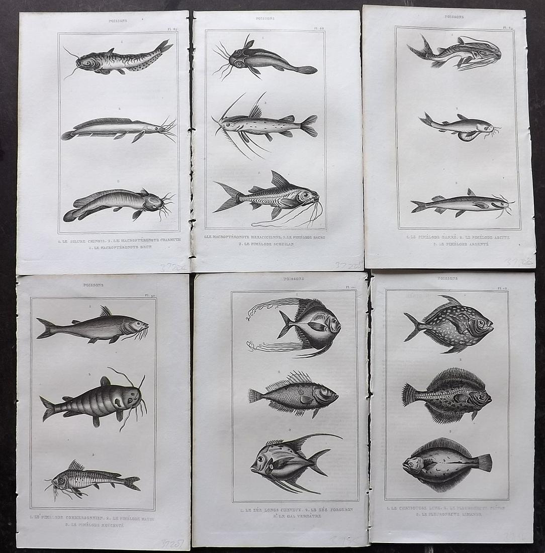 Lacepede, Bernard 1836 Lot of 6 Antique Fish Prints (1 of 2)