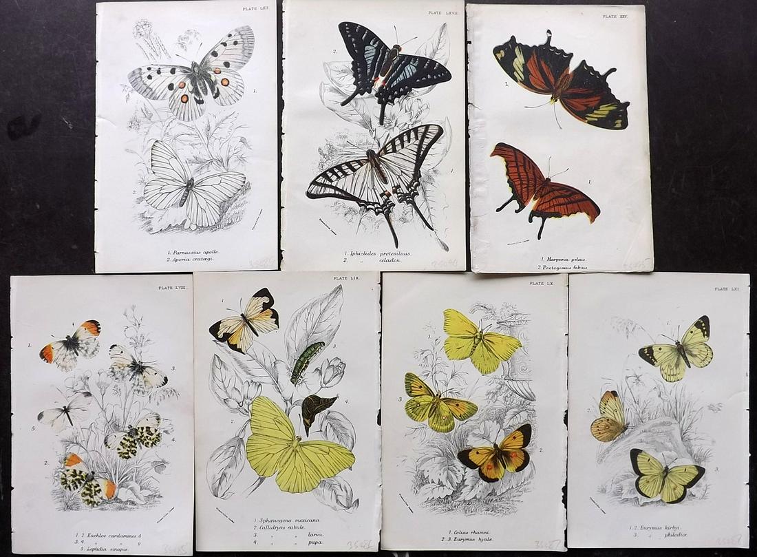 Lloyds's 1897 Lot of 7 Antique Butterfly Prints (1 of 2)