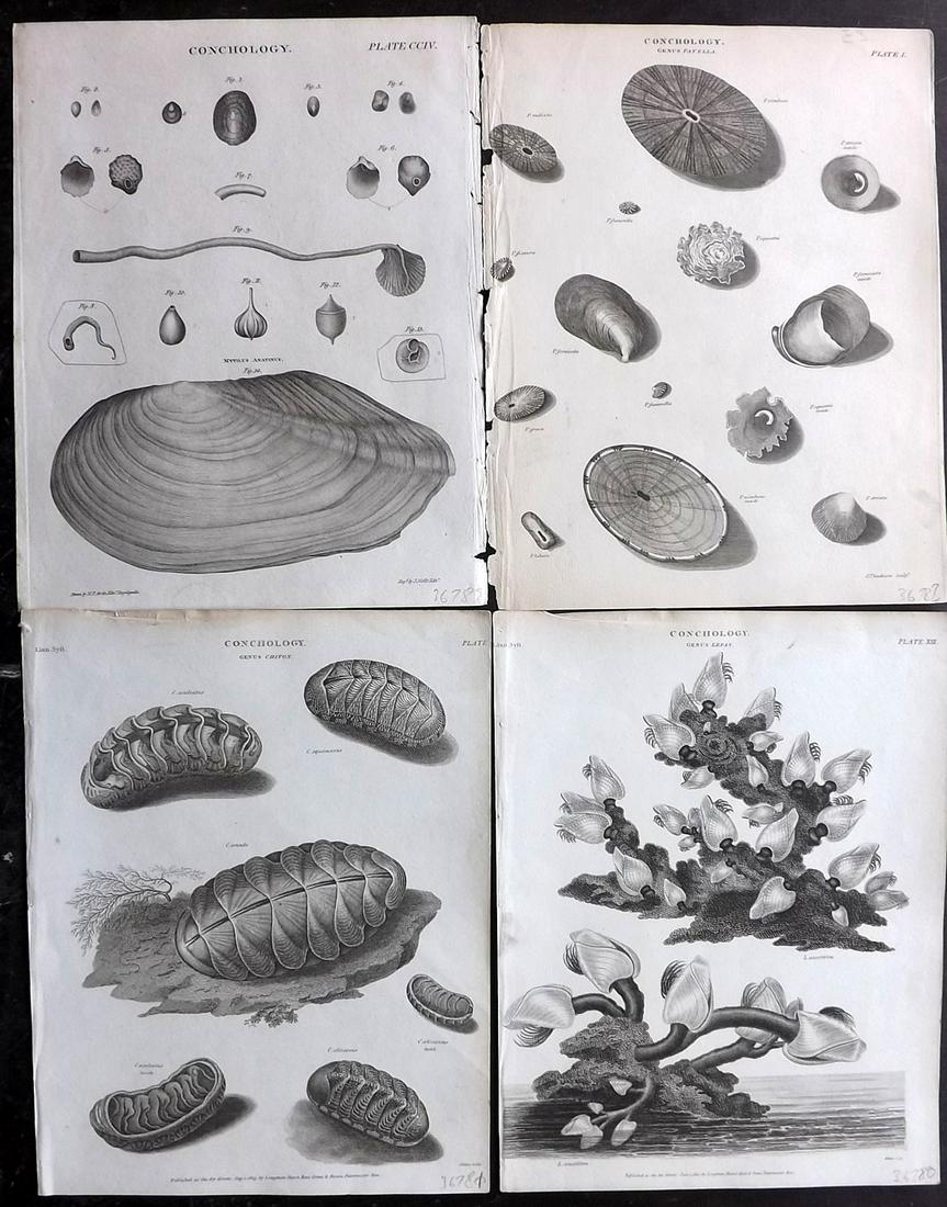 Rees, Abraham C1810-20 Lot of 4 Shell Prints (1 of 2)