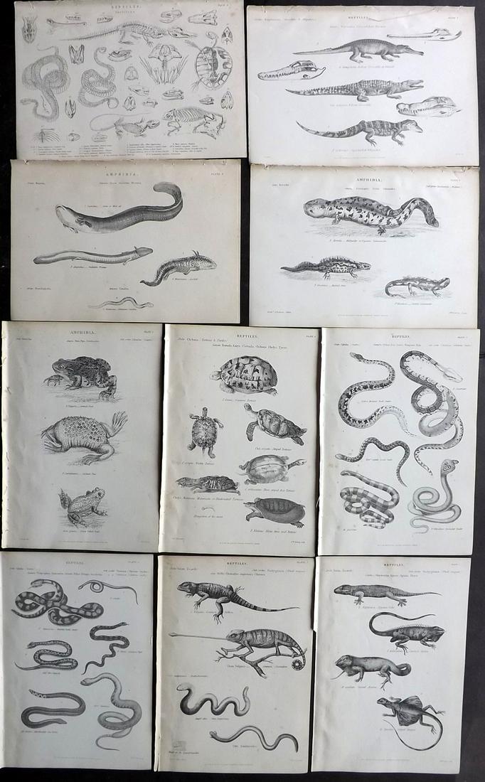 Richardson, John 1862 Lot of 10 Reptiles Prints: Steel Engravings/Etchings Published 1859-62 by William Mackenzie, Edinburgh & London for "The Museum of Natural History" by John Richardson. Paper Size: 10.5 x 7 inch (27 x 18cm) Very minor toning in