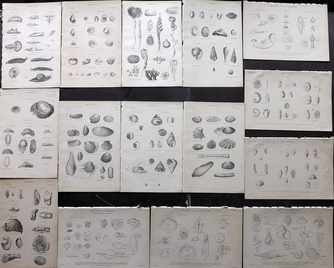 Richardson, John 1862 Lot of 15 Prints. Shells, Sea (1 of 2)