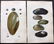 Turton, William 1857 Lot of 6 Hand Colored Shell Prints - 2