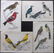 Goldsmith, Oliver C1850 Lot of 15 Hand Col Bird Prints - 2