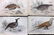 Jardine, William C1840 Lot of 29 Hand Col Bird Prints - 2
