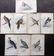 Jardine, William C1840 Lot of 8 Hand Col Bird Prints