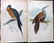 Jardine, William C1840 Lot of 8 Hand Col Bird Prints - 2