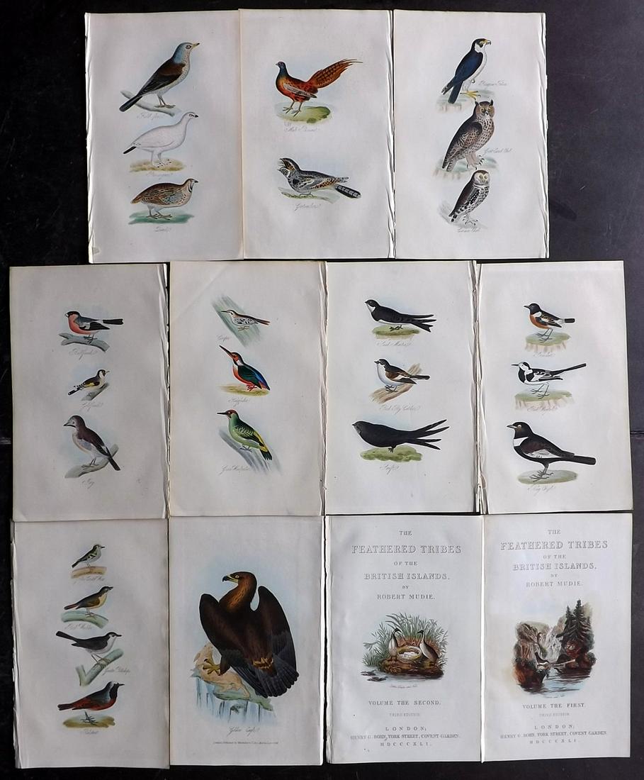 Mudie, Robert 1841 Lot of 11 Hand Col Bird Prints (1 of 2)