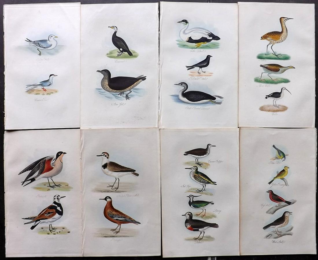 Mudie, Robert 1841 Lot of 8 Hand Col Bird Prints (1 of 2)