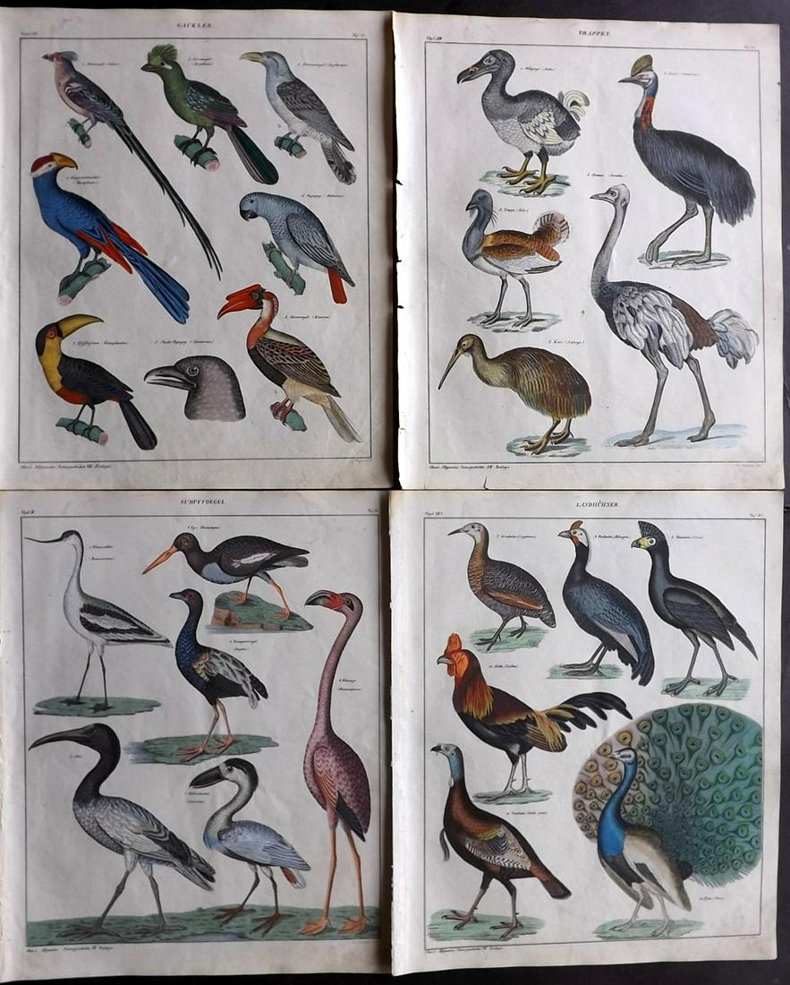 Oken, Lorenz 1843 Lot of 4 Dodo, Parrots, Flamingo etc (1 of 2)