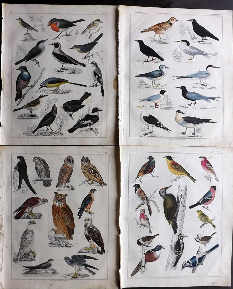 Oken, Lorenz 1843 Lot of 4 HCol Bird Prints incl Owls (1 of 2)