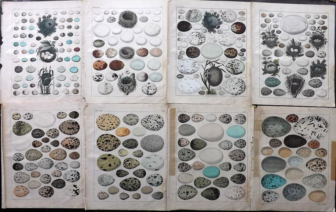 Oken, Lorenz 1843 Lot of 8 Hand Col Bird Egg Prints (1 of 2)