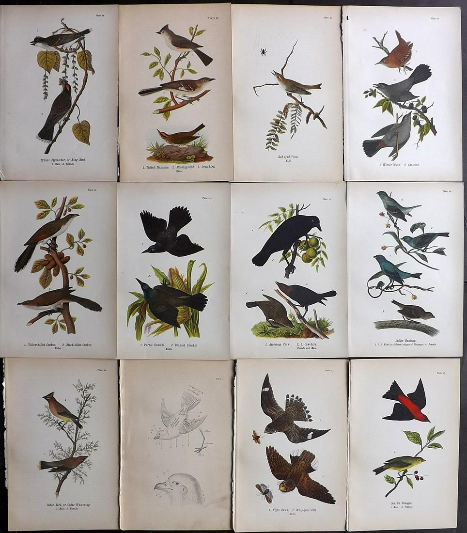 Warren Birds of Pennsylvania 1890 Lot of 12 Prints (1 of 2)