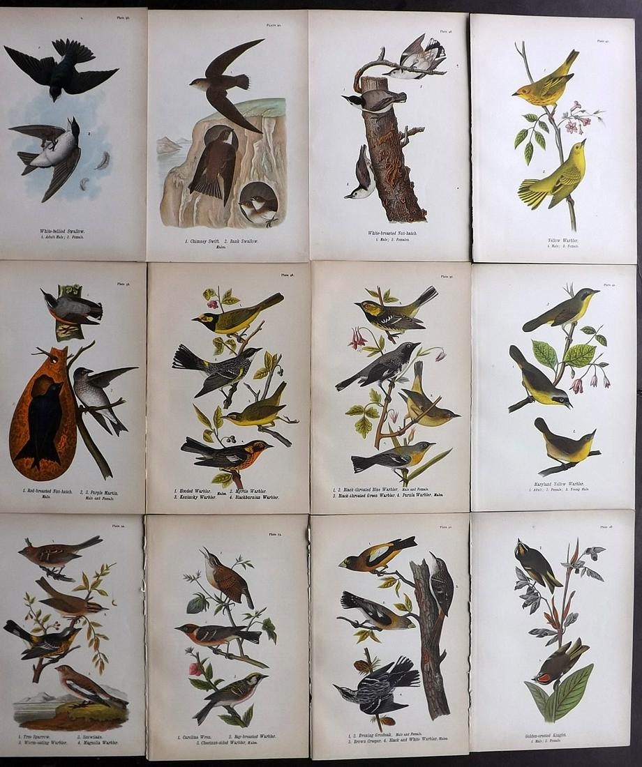Warren Birds of Pennsylvania 1890 Lot of 12 Prints (1 of 2)