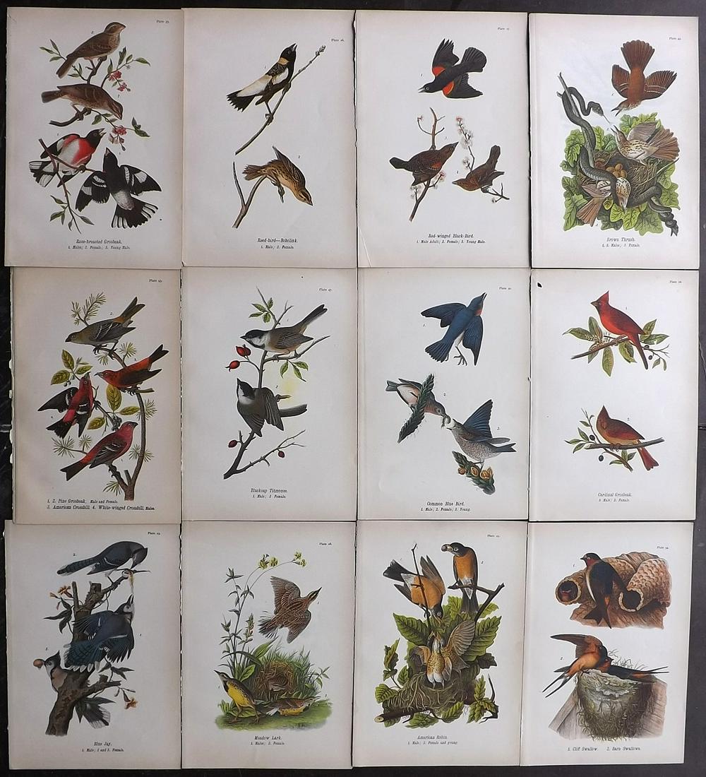 Warren Birds of Pennsylvania 1890 Lot of 12 Prints (1 of 2)