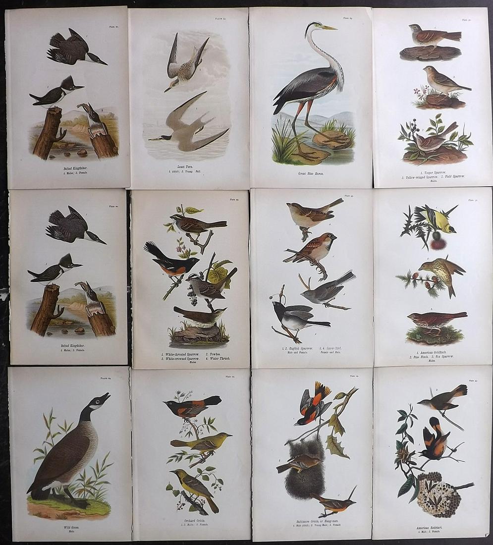 Warren Birds of Pennsylvania 1890 Lot of 12 Prints (1 of 2)