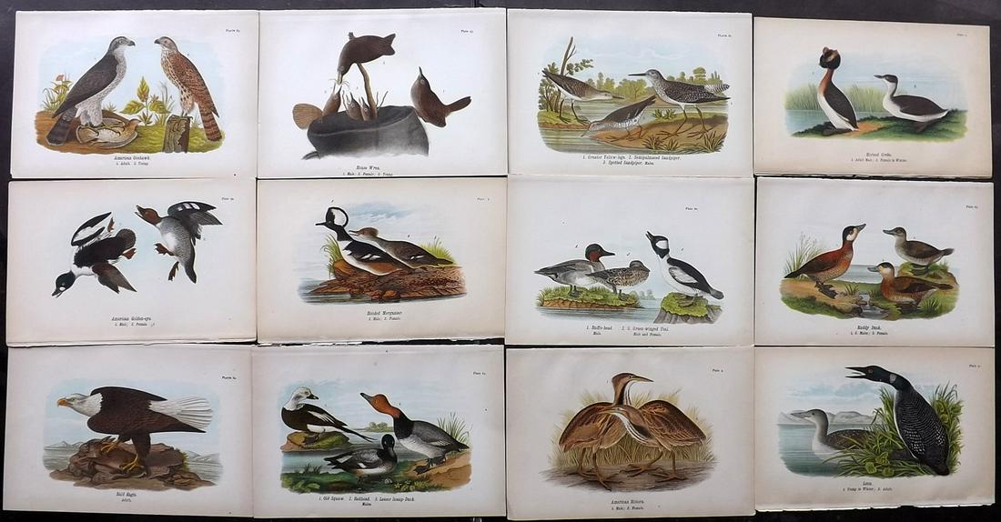 Warren Birds of Pennsylvania 1890 Lot of 12 Prints (1 of 2)