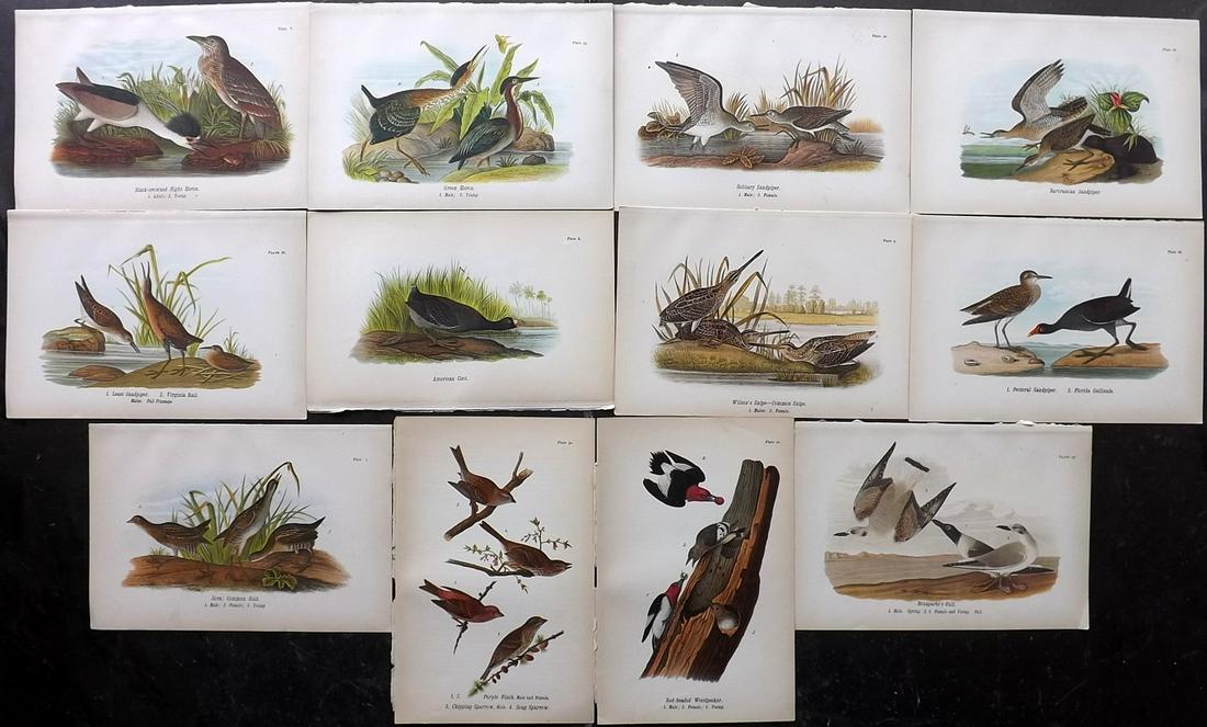 Warren Birds of Pennsylvania 1890 Lot of 12 Prints (1 of 2)