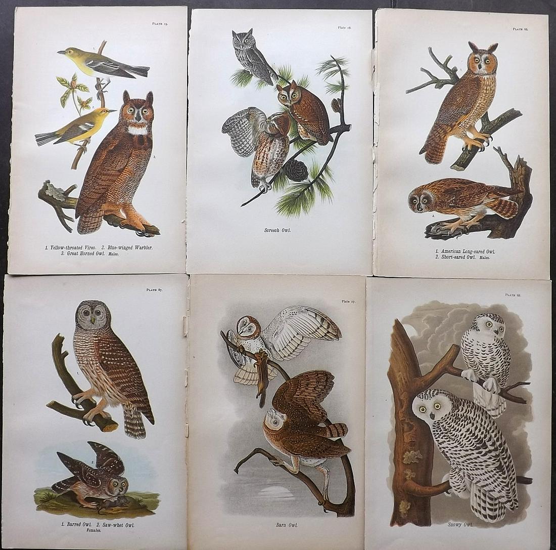 Warren Birds of Pennsylvania 1890 Lot of 6 owls (1 of 2)