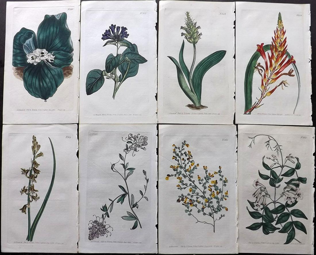 Curtis, William 1805 Lot of 8 HCol Botanical Prints (1 of 2)