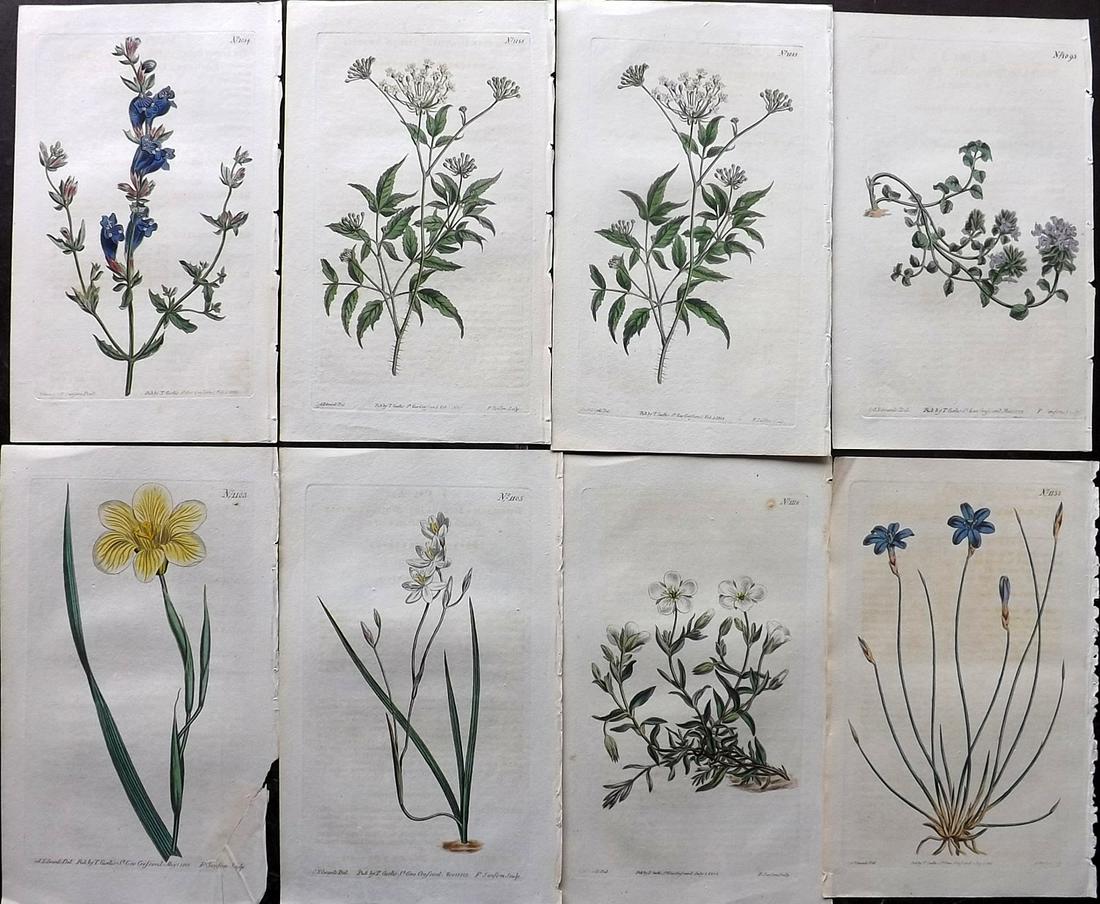 Curtis, William 1808 Lot of 8 HCol Botanical Prints (1 of 2)