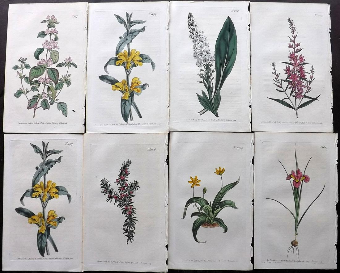 Curtis, William 1807 Lot of 8 HCol Botanical Prints (1 of 2)