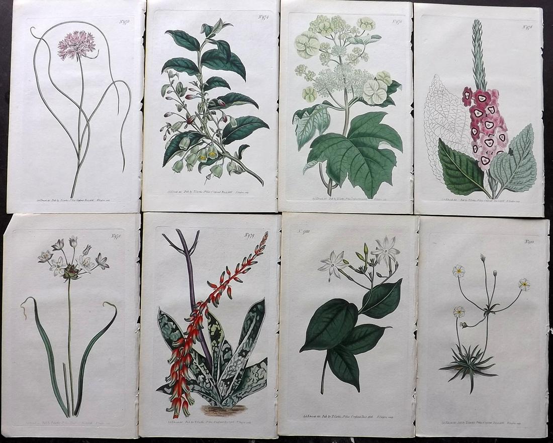Curtis, William 1806 Lot of 8 HCol Botanical Prints (1 of 2)