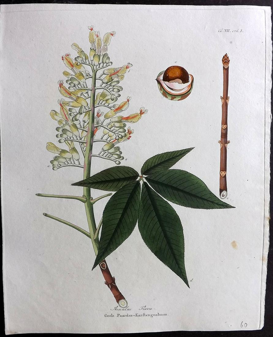 Krauss, Johan 1802 Hand Col Botanical. Aesculus Flava: Hand Colored Etching Published 1802, Amsterdam for "Afbeeldingen der fraaiste, meest uitheemsche boomen en heesters" by Johan Carl Krauss. Paper Size: 11.5 x 9.5 inch (29 x 24cm) Good Condition