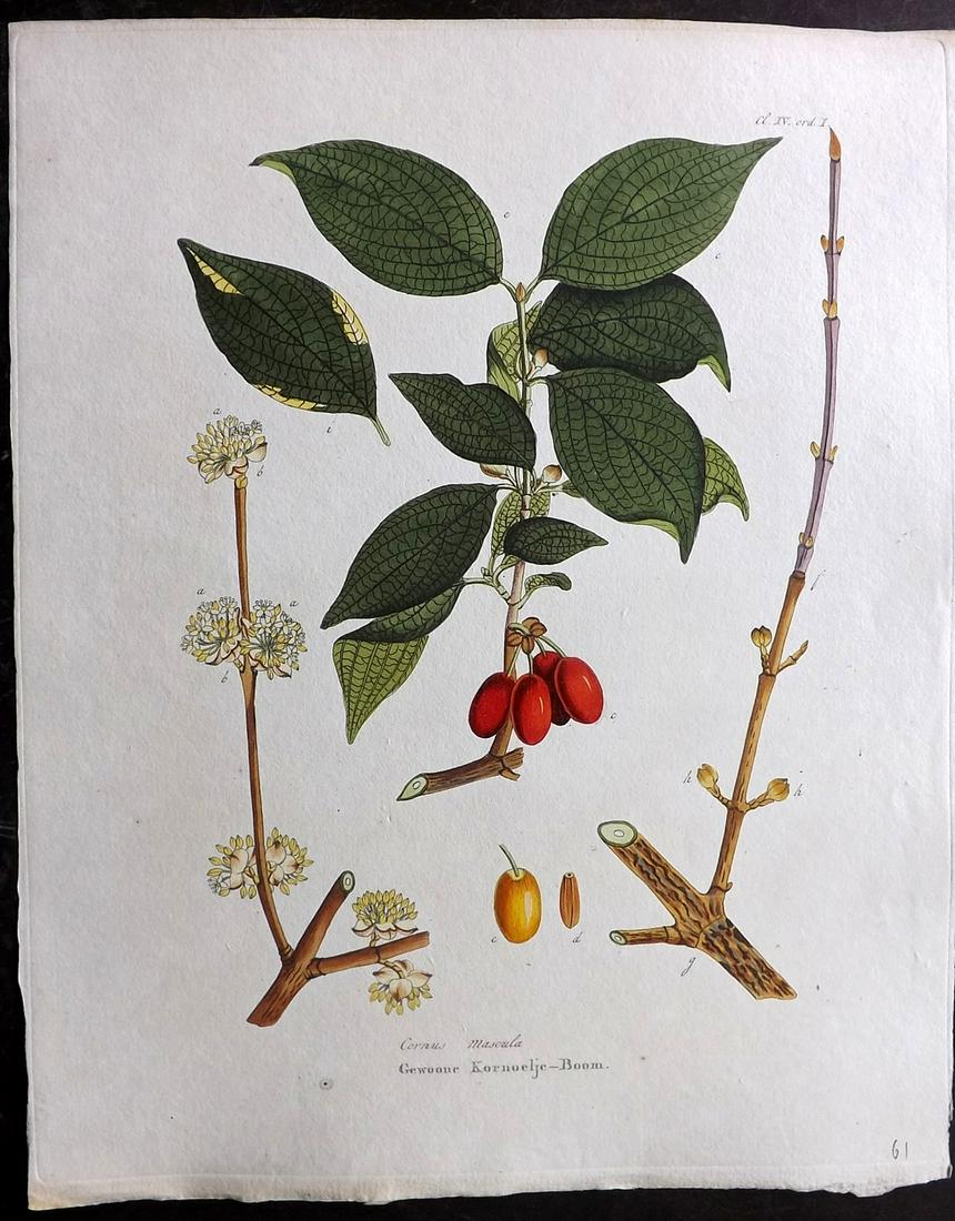 Krauss, Johan 1802 Hand Col Botanical. Cornus Mascula: Hand Colored Etching Published 1802, Amsterdam for "Afbeeldingen der fraaiste, meest uitheemsche boomen en heesters" by Johan Carl Krauss. Paper Size: 11.5 x 9.5 inch (29 x 24cm) Good Condition