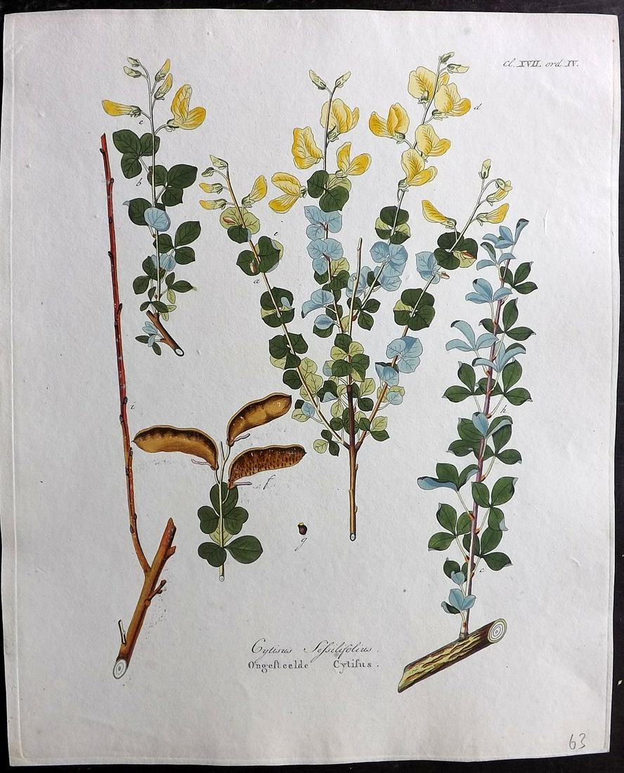 Krauss, Johan 1802 HCol Botanical. Cytisus: Hand Colored Etching Published 1802, Amsterdam for "Afbeeldingen der fraaiste, meest uitheemsche boomen en heesters" by Johan Carl Krauss. Paper Size: 11.5 x 9.5 inch (29 x 24cm) Good Condition