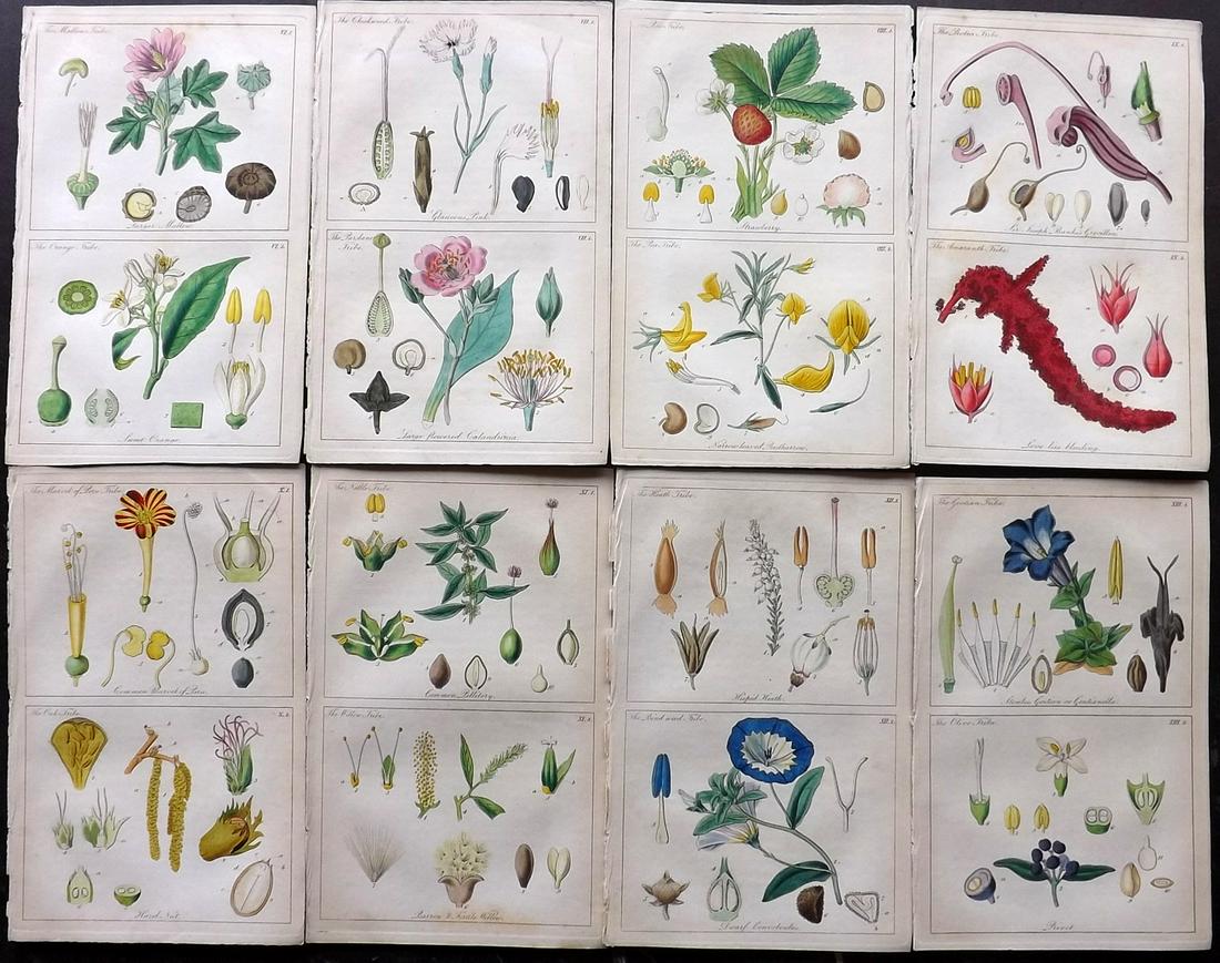 Lindley, John 1848 Lot of 8 Hand Col Botanical Prints (1 of 2)