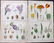 Lindley, John 1848 Lot of 8 Hand Col Botanical Prints - 2