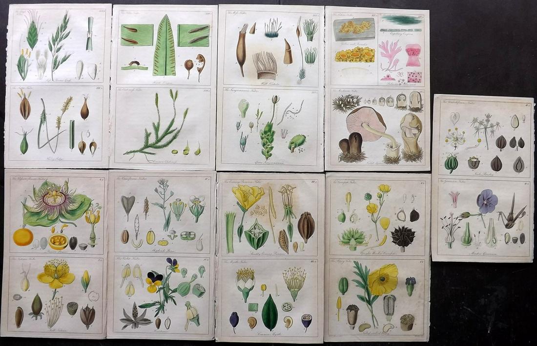 Lindley, John 1848 Lot of 9 Hand Col Botanical Prints (1 of 2)