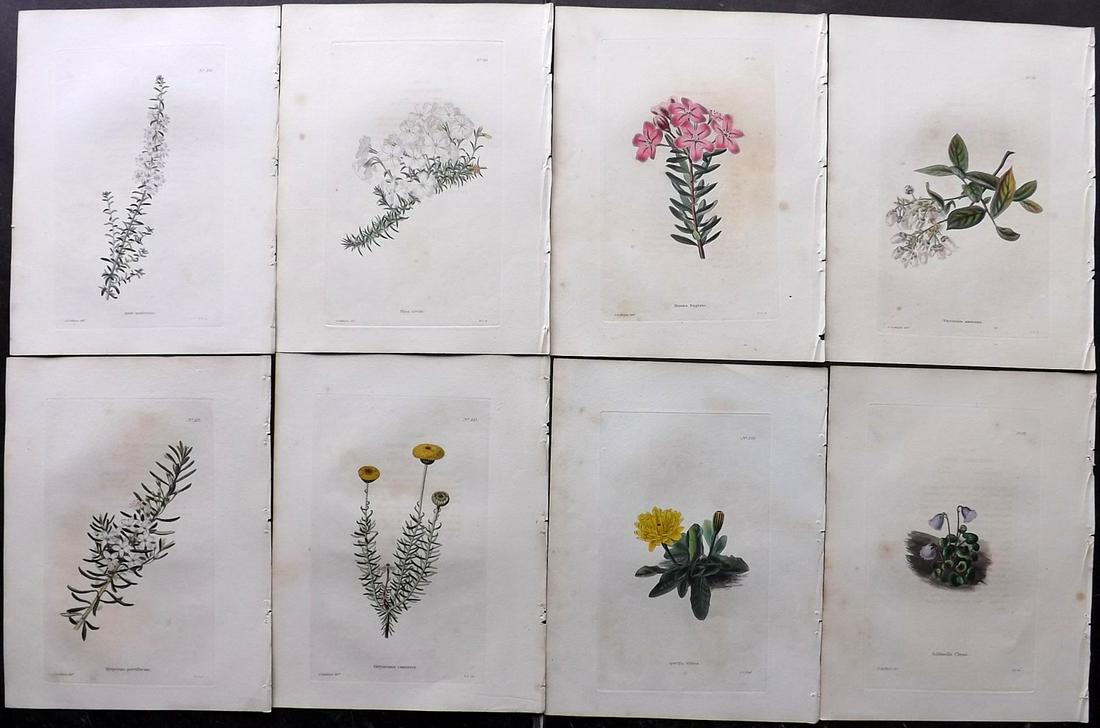 Loddiges, Conrad C1820 Lot of 8 HCol Botanical Prints (1 of 2)