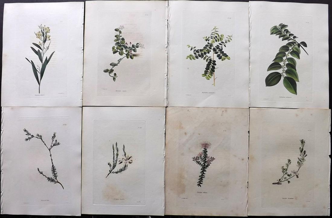 Loddiges, Conrad C1820 Lot of 8 HCol Botanical Prints (1 of 2)
