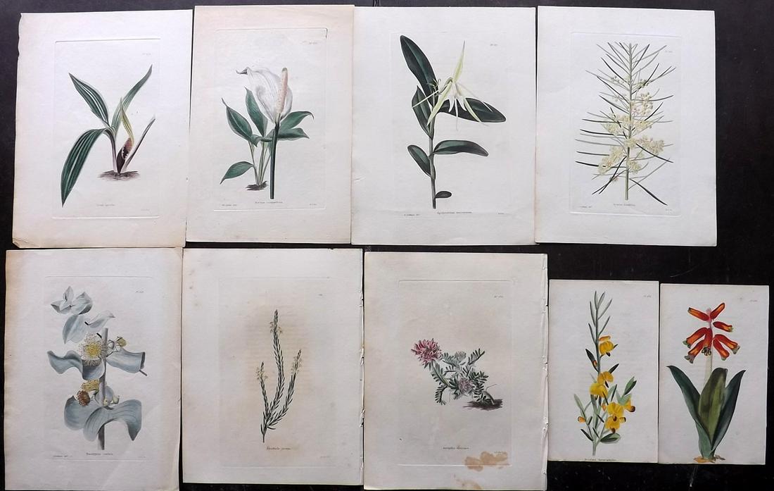 Loddiges, Conrad C1820 Lot of 9 HCol Botanical Prints (1 of 2)