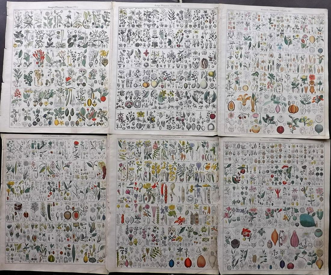 Oken, Lorenz 1843 Lot of 6 Hand Col Botanical Prints (1 of 2)