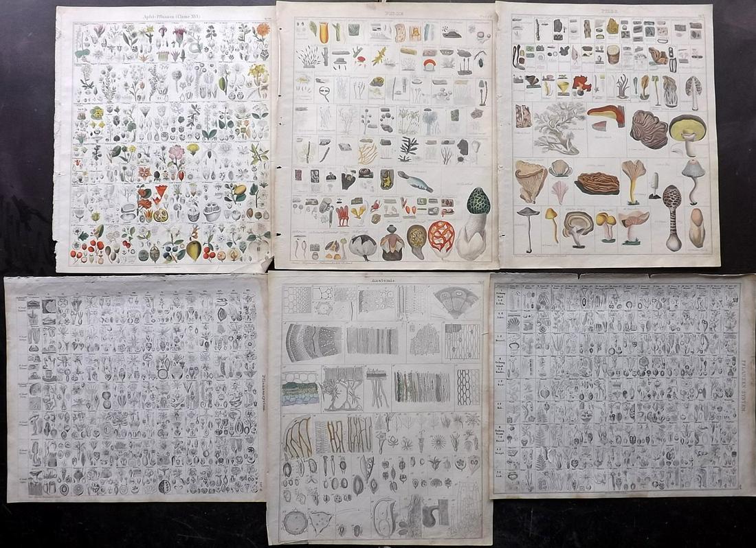 Oken, Lorenz 1843 Lot of 6 Hand Col Botanical Prints (1 of 2)