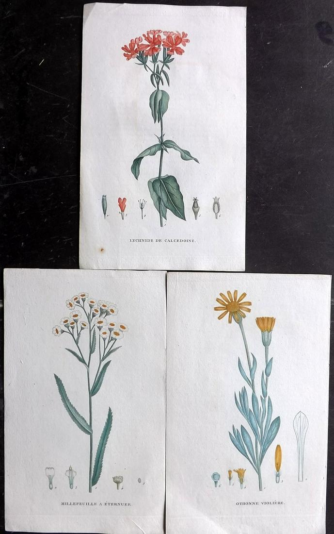 Saint-Hilaire, Jean 1809 Lot of 3 Hand Col Botanicals: Hand Colored Stipple Engravings Published 1808-09, Paris for "Plantes de la France décrites et peintes d'après nature" by Jean Henri Jaume Saint-Hilaire. Paper Size: 9.5 x 6 inch (24 x 15cm) Good Co