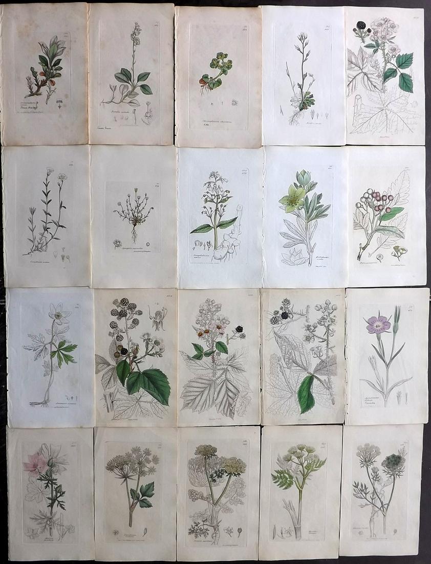 Sowerby, James C1840 Lot of 20 Part Hand Col Prints: Partially Hand Colored Etching Published 1832-54, London for "English Botany; or, Coloured Figures of British Plants..." Second Edition by James Sowerby and Edward Smith. Paper Size: 9 x 5.5 inch (23 