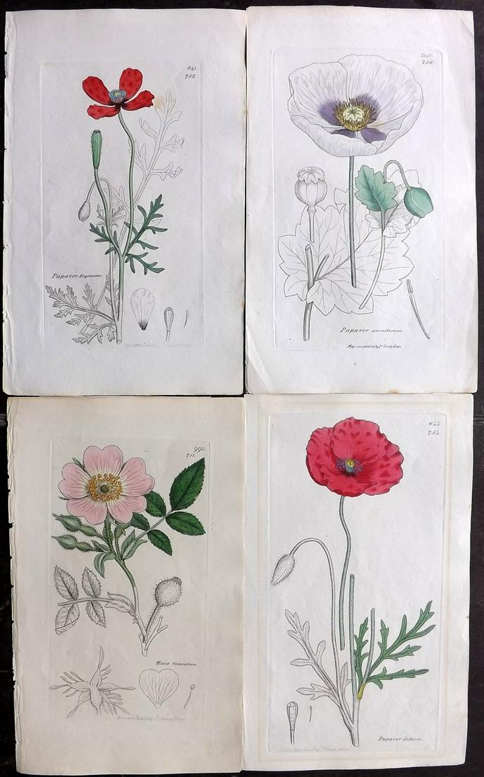 Sowerby, James C1840 Lot of 4 Part HC Prints. Poppies: Partially Hand Colored Etching Published 1832-54, London for "English Botany; or, Coloured Figures of British Plants..." Second Edition by James Sowerby and Edward Smith. Paper Size: 9 x 5.5 inch (23 