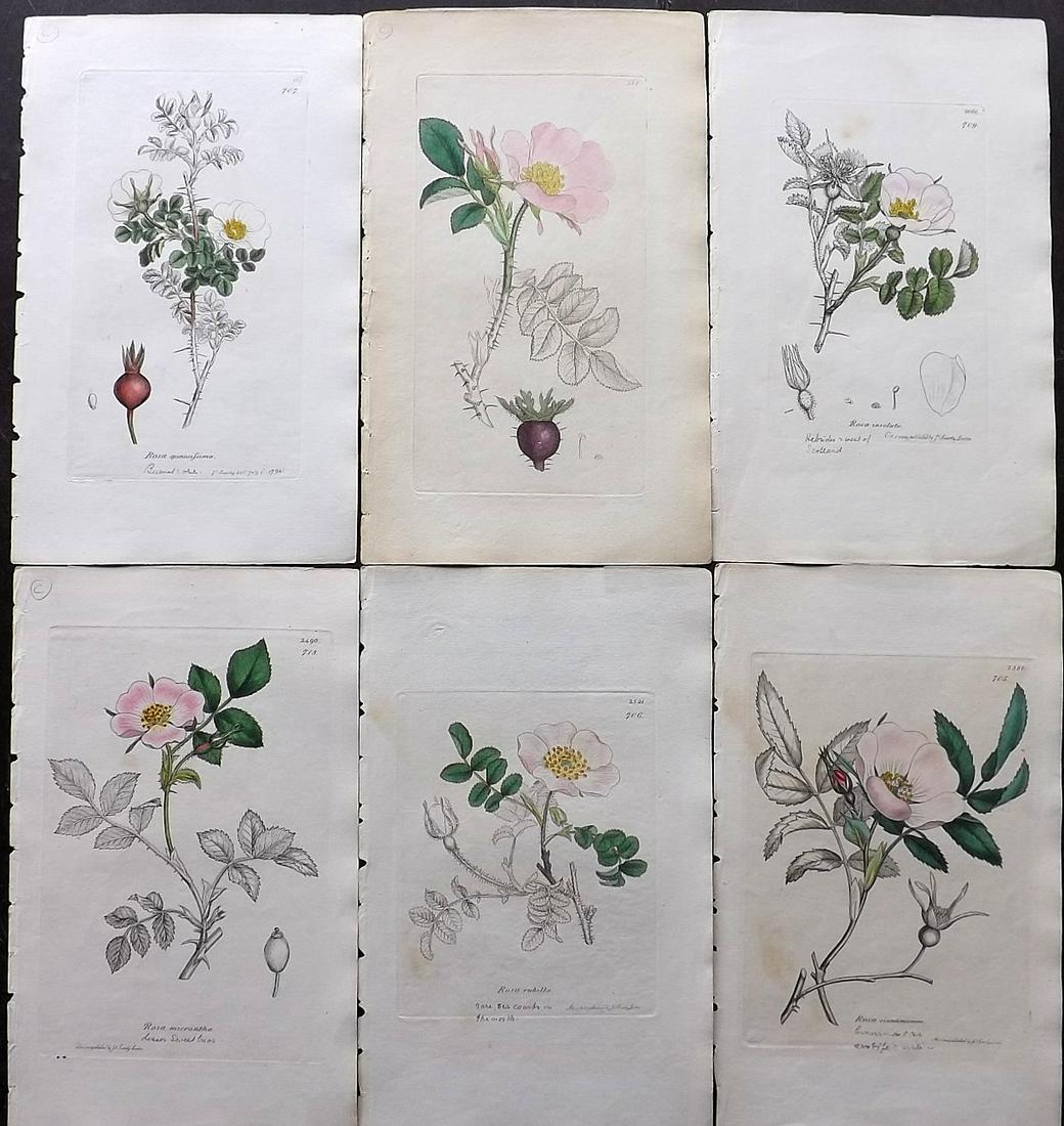 Sowerby, James C1840 Lot of 6 Part HC Prints. Roses (1 of 2)