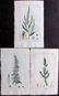 Turpin, Pierre 1816 Lot of 3 Hand Col Botanical Prints